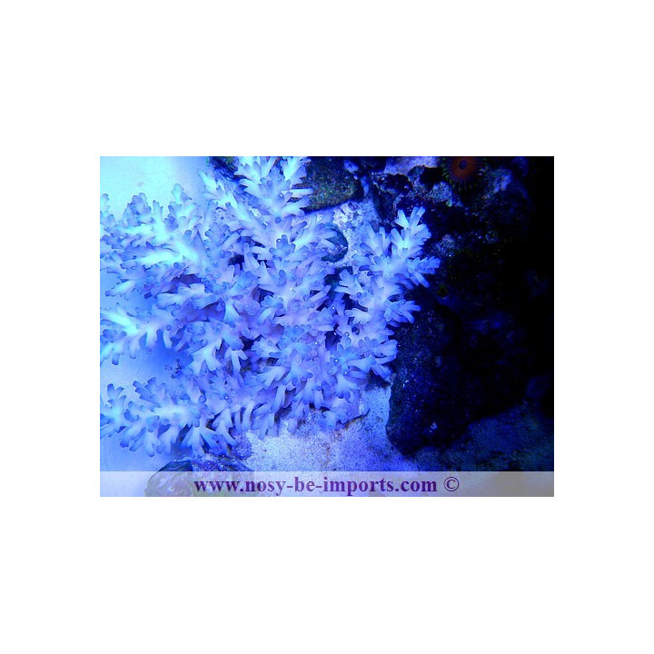 Acropora echinata ice fire