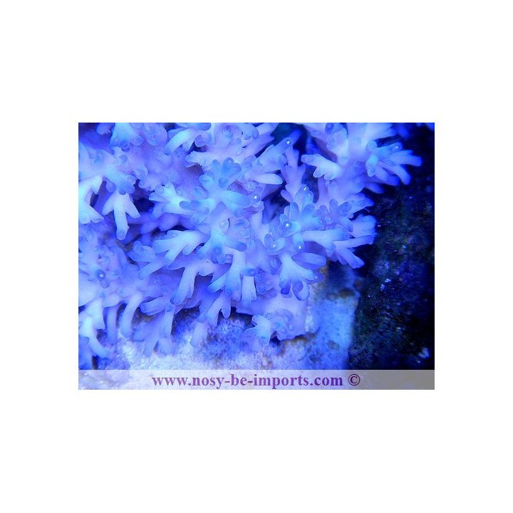 Acropora echinata ice fire