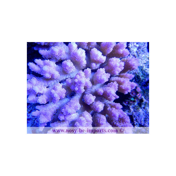 Acropora sp. Australie