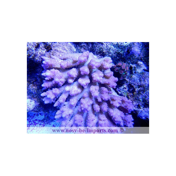 Acropora sp. Australie
