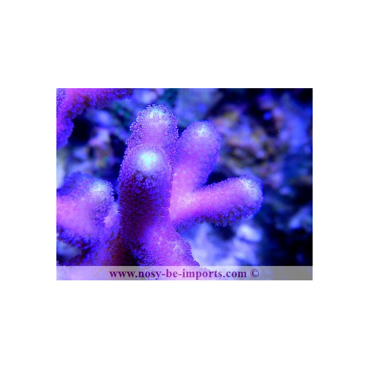 Stylophora sp. milka