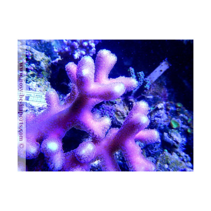 Stylophora sp. milka