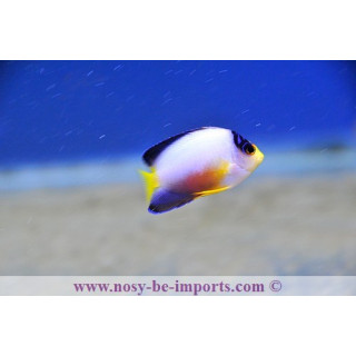 Centropyge multicolor