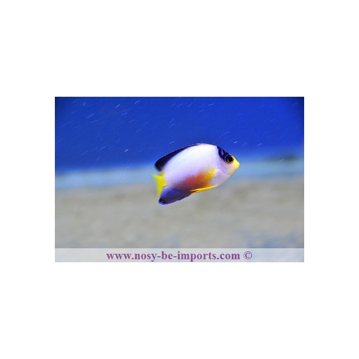 Centropyge multicolor