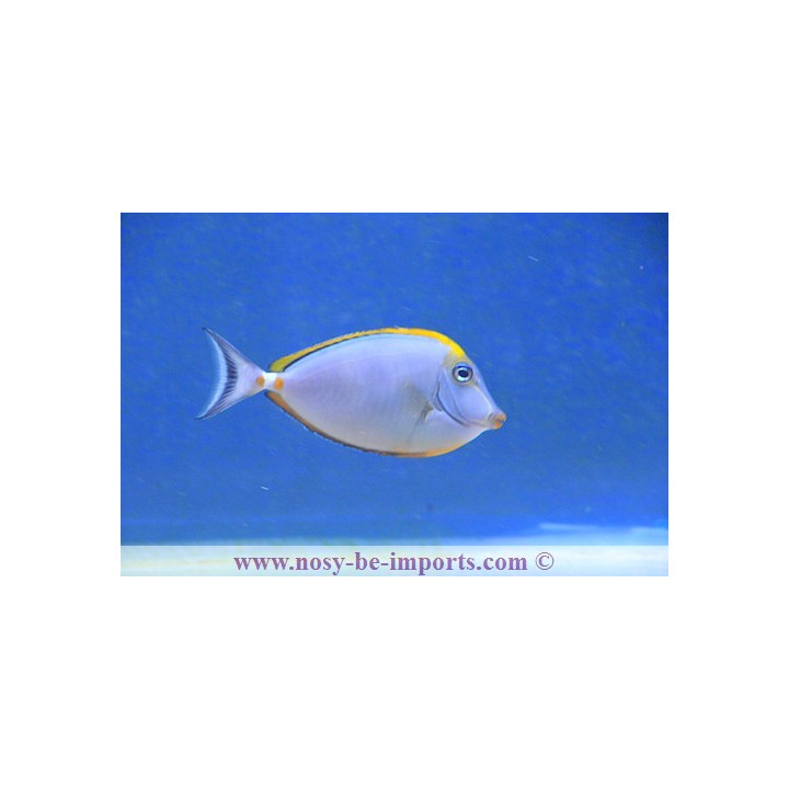 Naso elegans