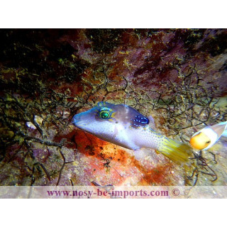 Canthigaster epilampra