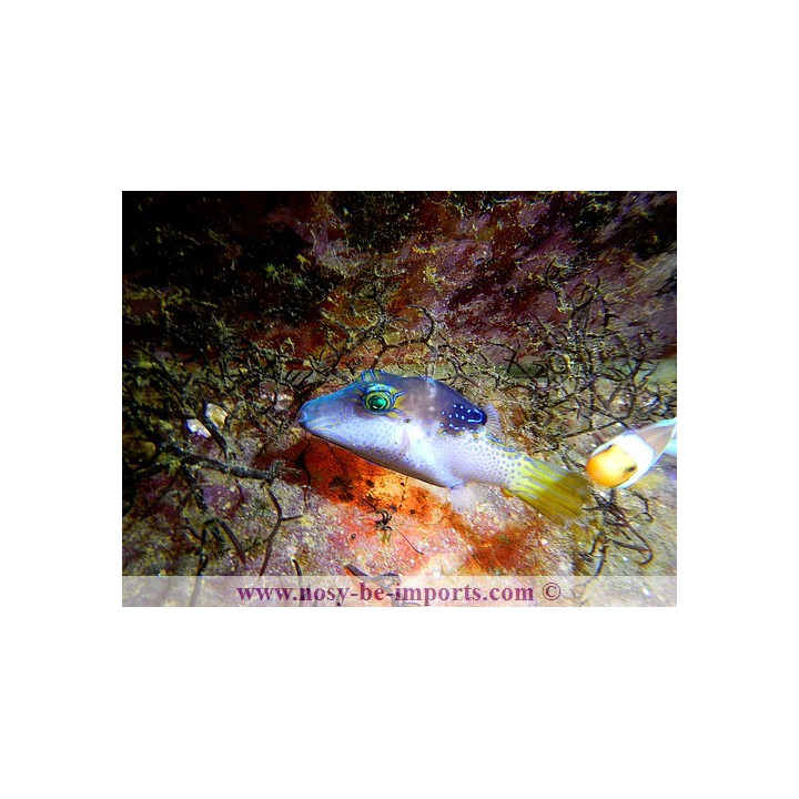 Canthigaster epilampra