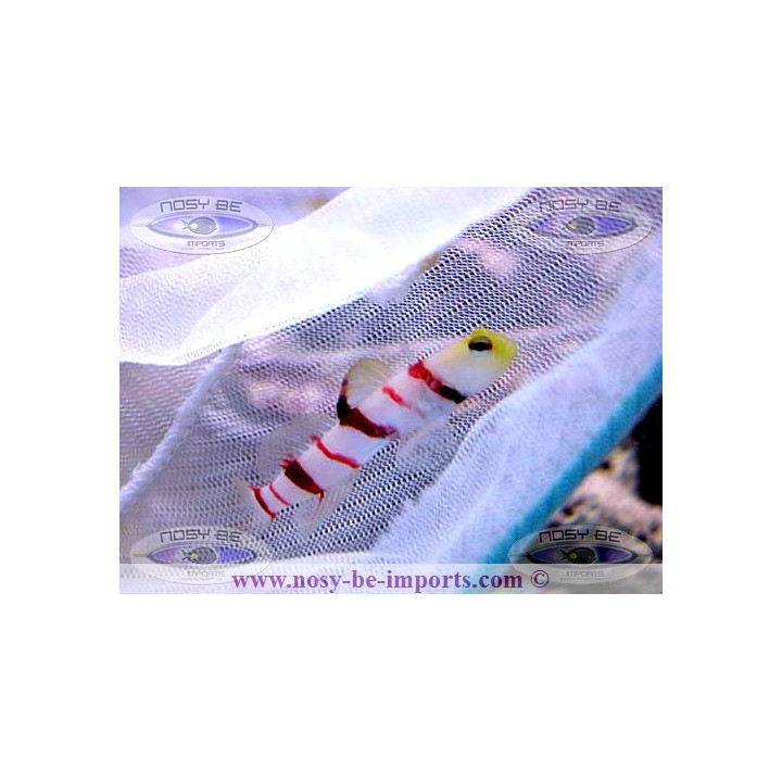 Stonogobiops dracula