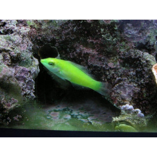 Halichoeres chloropterus - labre vert - poisson marin - aquarium sur mesure