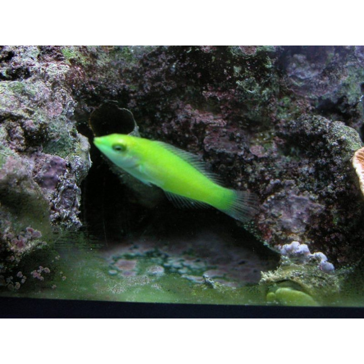 Halichoeres chloropterus - labre vert - poisson marin - aquarium sur mesure
