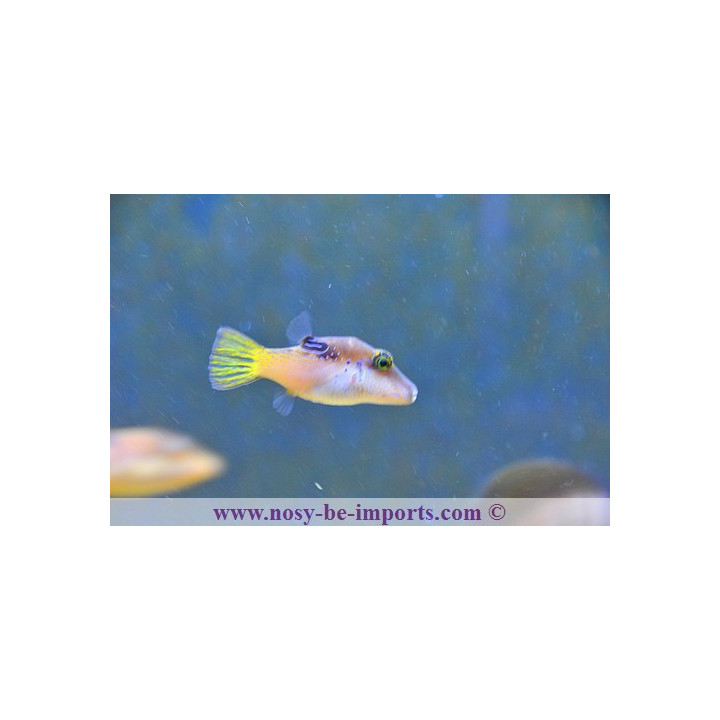 Canthigaster epilampra