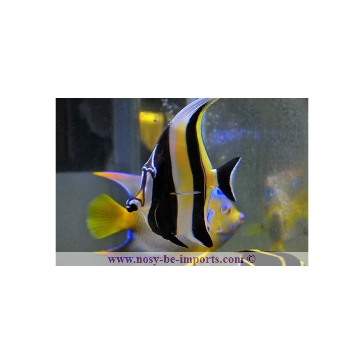 Zanclus cornutus