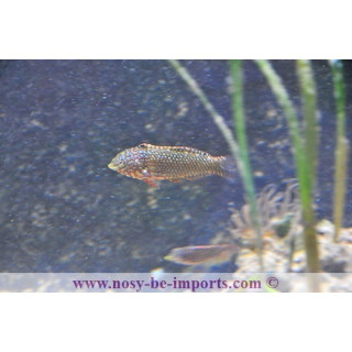Macropharyngodon ornatus - labre coloré