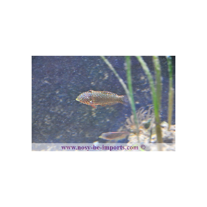 Macropharyngodon ornatus - labre coloré