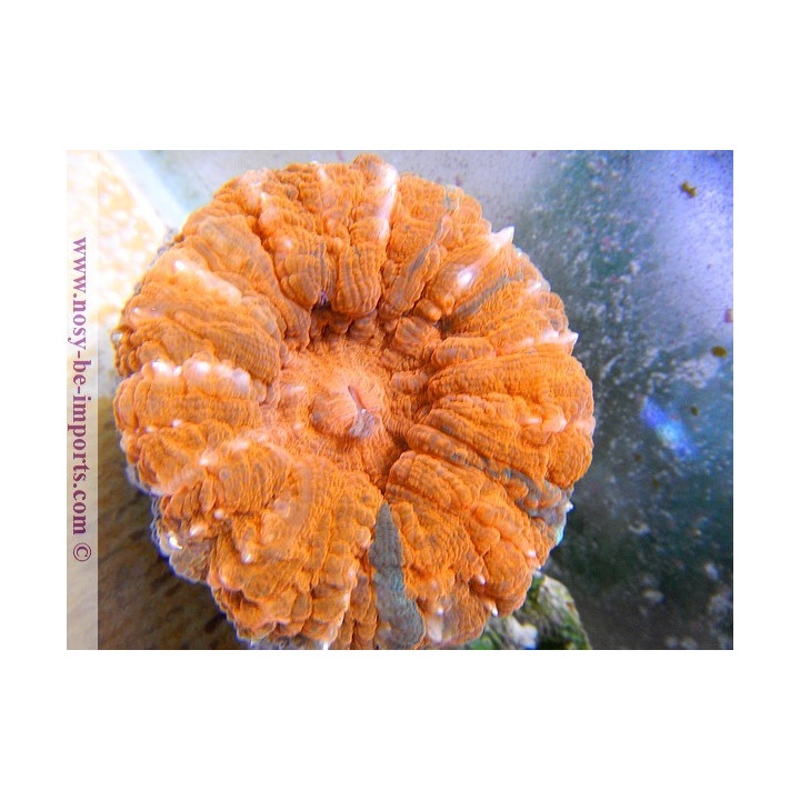 Acanthophyllia deshayesiana