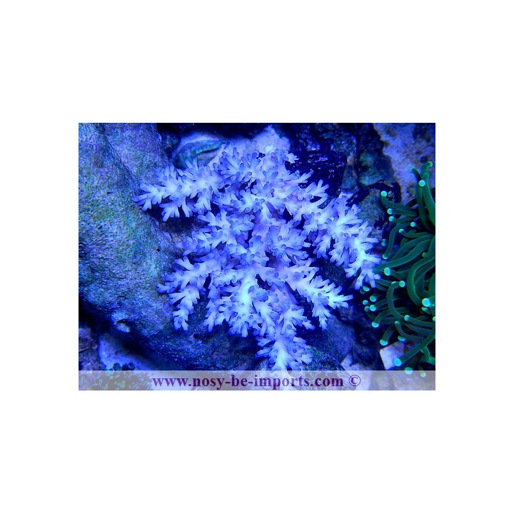 Acropora echinata ice fire