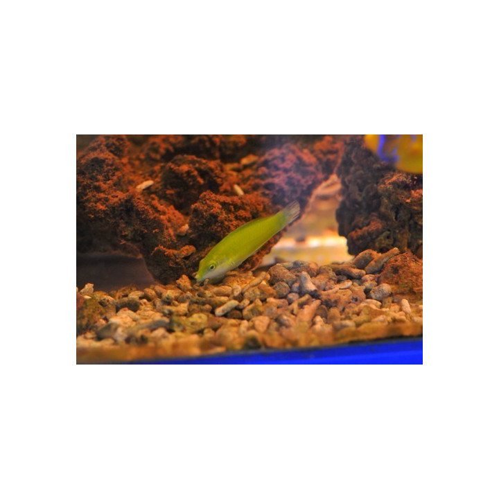 Halichoeres chloropterus - labre vert - poisson marin - aquarium sur mesure