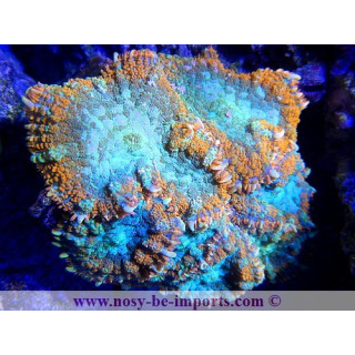 Rhodactis sp. orange coeur vert