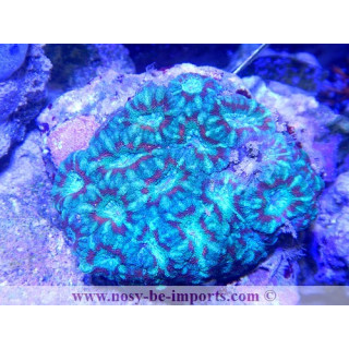 Acanthastrea sp. tricolor