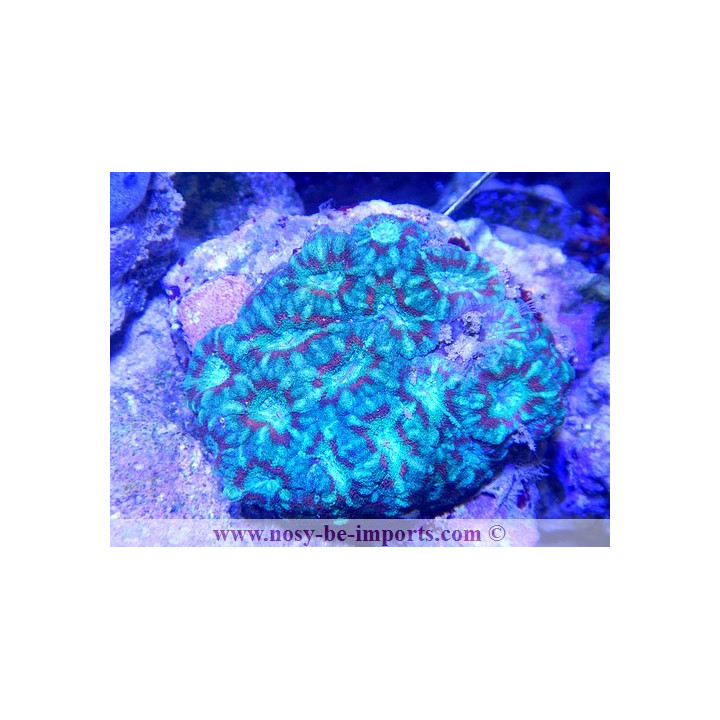 Acanthastrea sp. tricolor