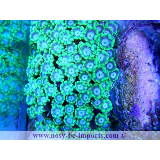 Alveopora sp. vert clair