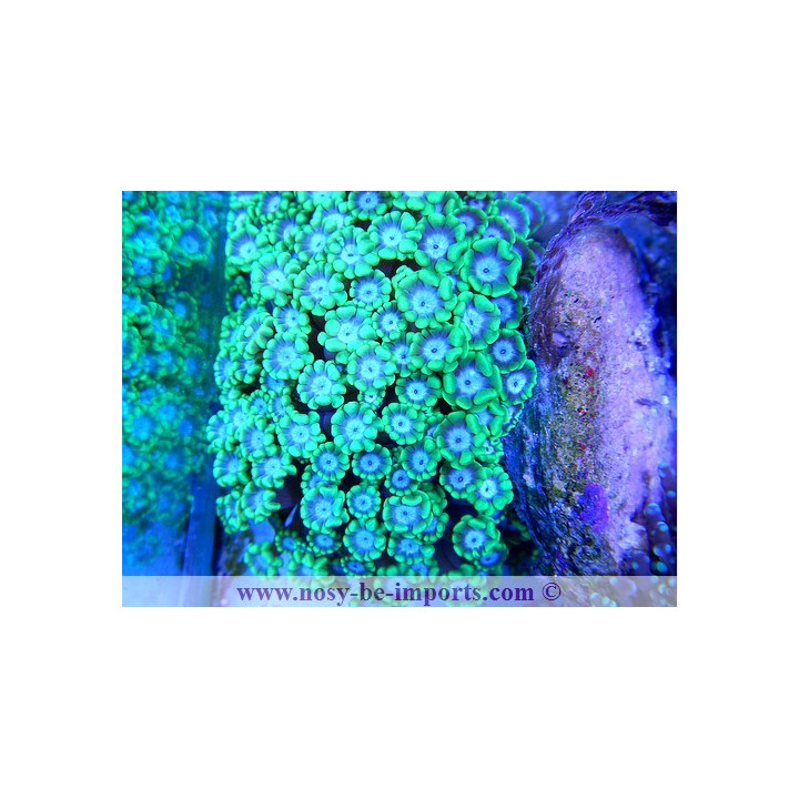 Alveopora sp. vert clair