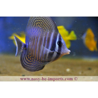 Zebrasoma desjardinii