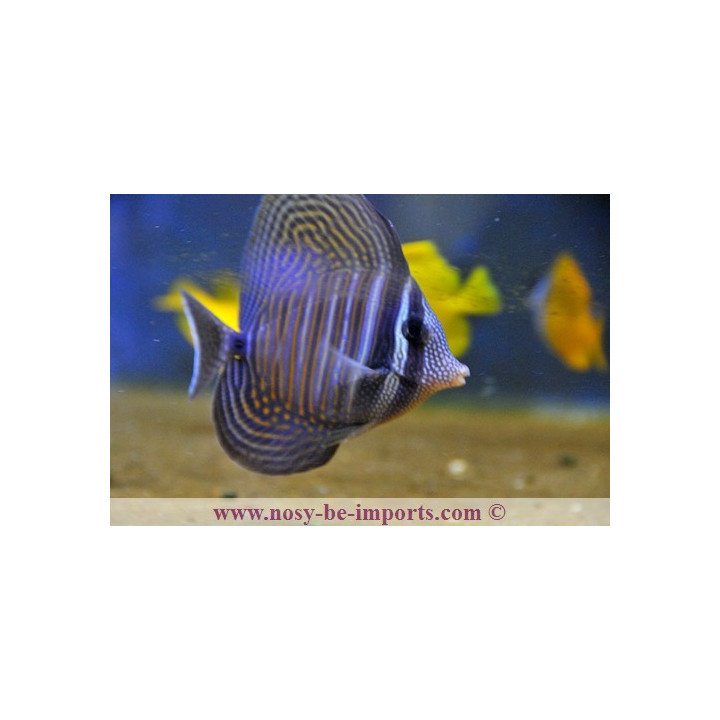 Zebrasoma desjardinii