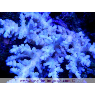 Acropora granulosa