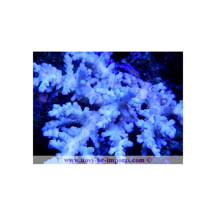 Acropora granulosa