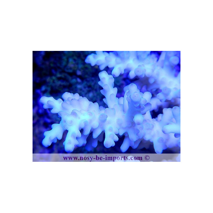 Acropora granulosa