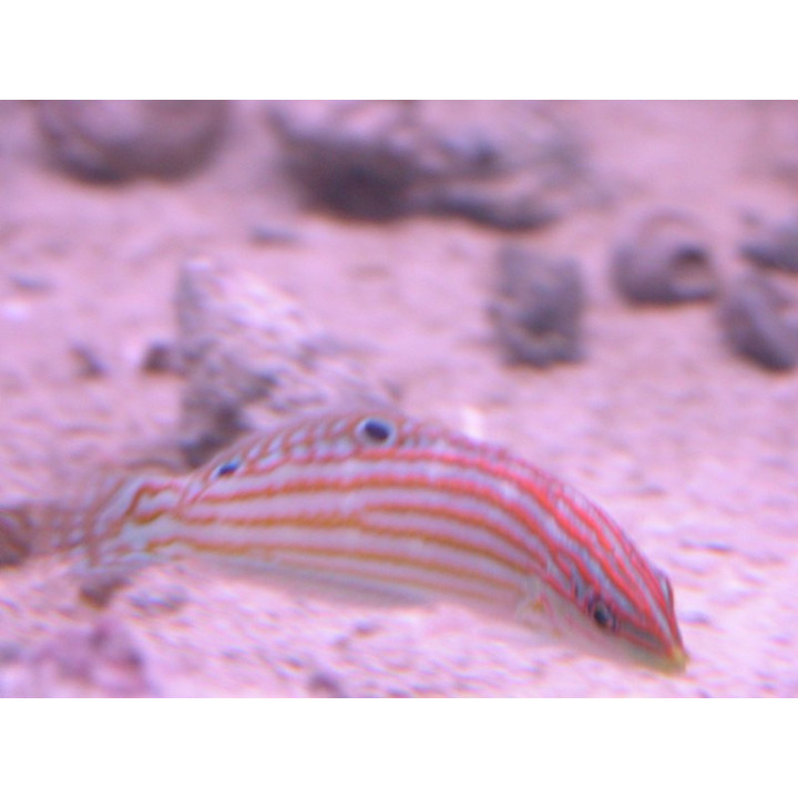 Halichoeres cosmetus