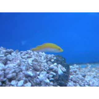 Halichoeres trispilus