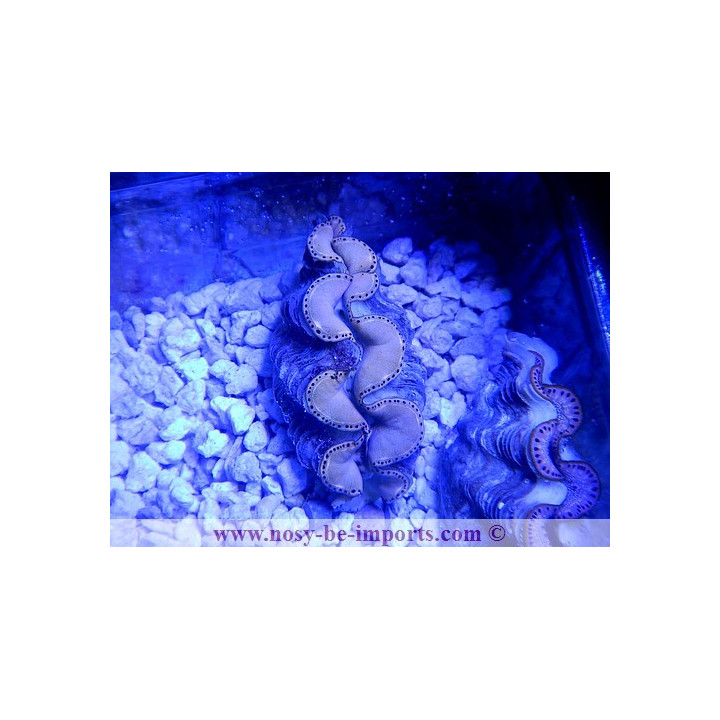 Tridacna maxima