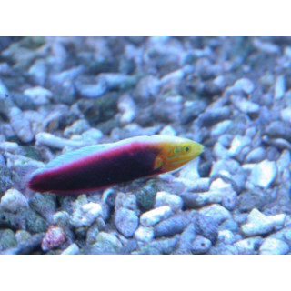 Halichoeres iridis