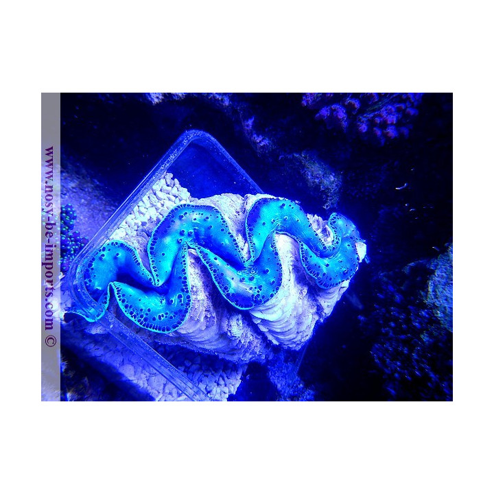 Tridacna