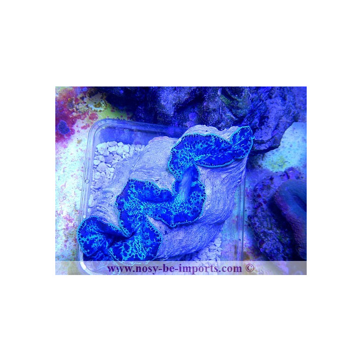 Tridacna