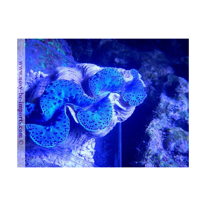 Tridacna