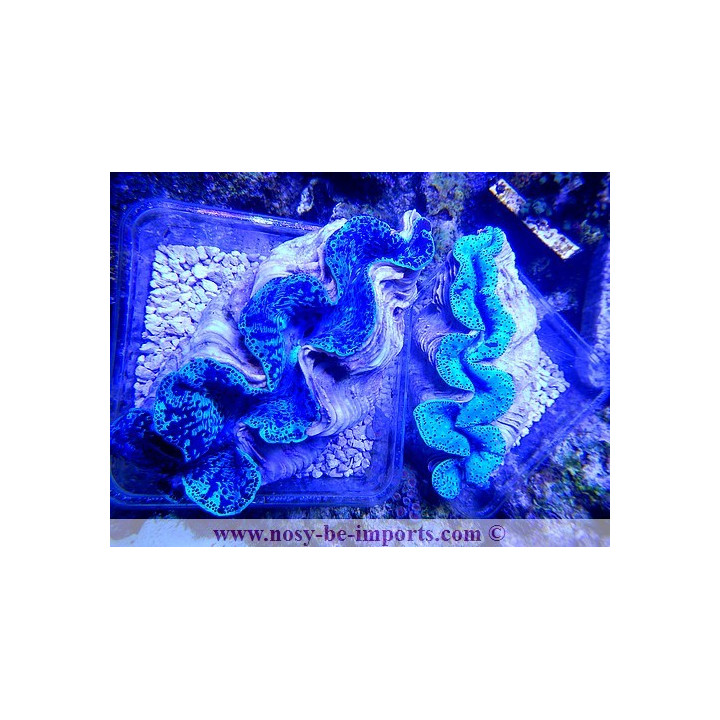 Tridacna