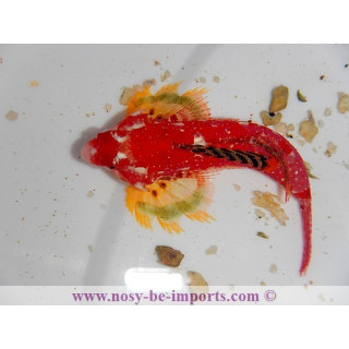 Synchiropus sycorax -  synchiropus moyeri