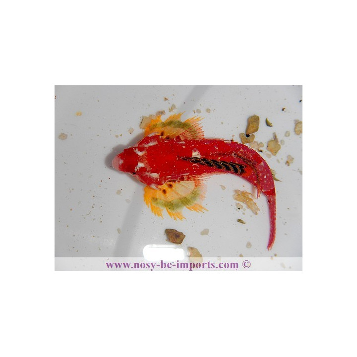 Synchiropus sycorax -  synchiropus moyeri