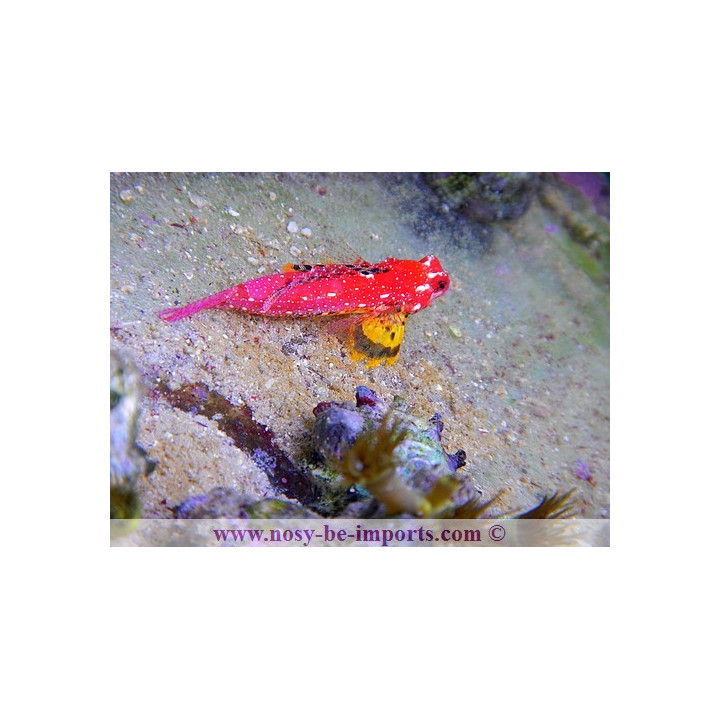 Synchiropus sycorax -  synchiropus moyeri