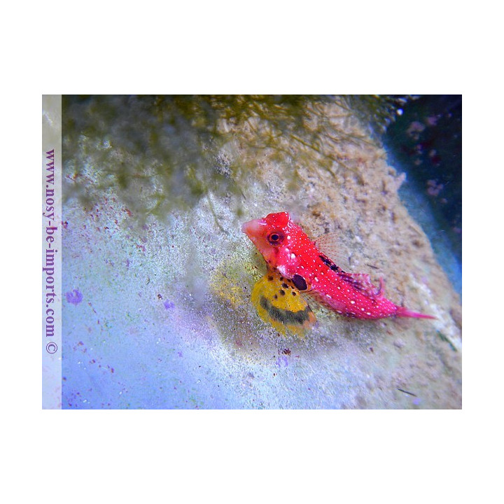 Synchiropus sycorax -  synchiropus moyeri