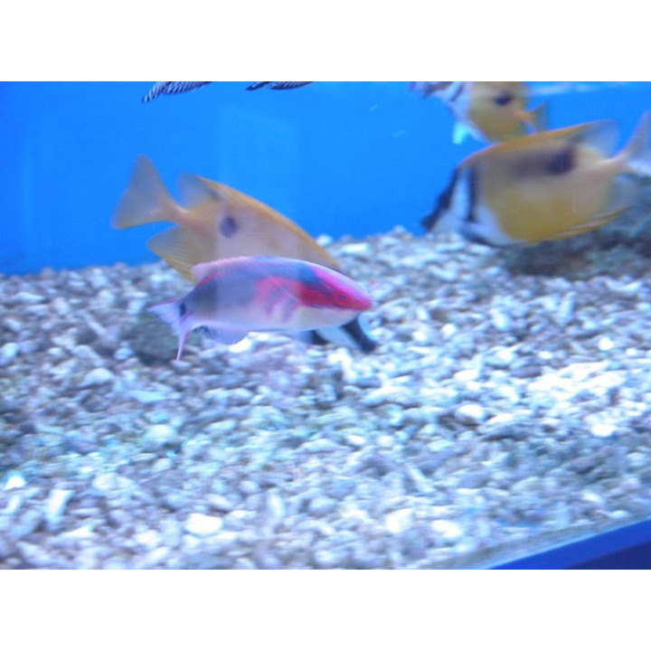 Cirrhilabrus exquisitus - labre - aquarium sur mesure