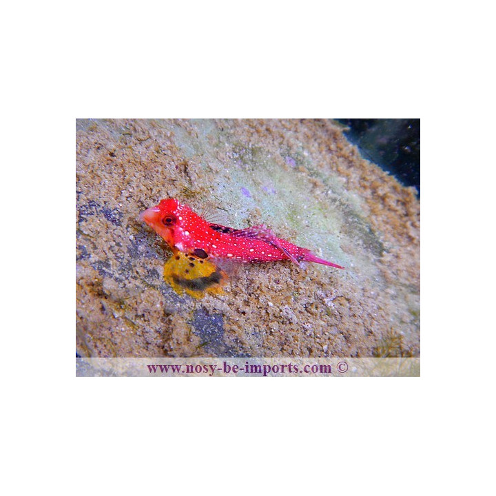 Synchiropus sycorax -  synchiropus moyeri