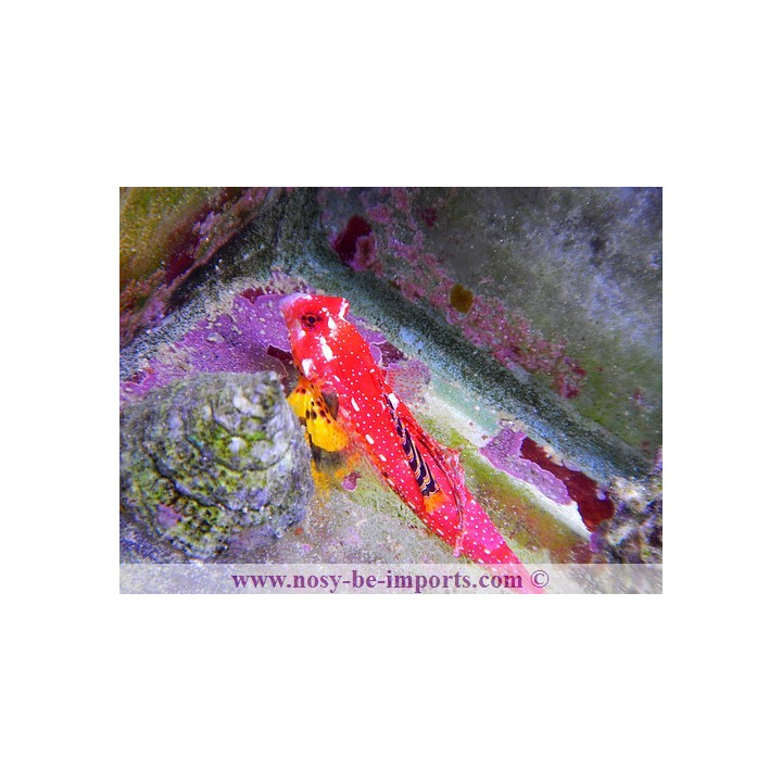 Synchiropus sycorax -  synchiropus moyeri