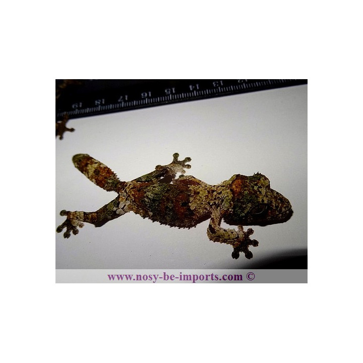 Uroplatus sikorae MDA