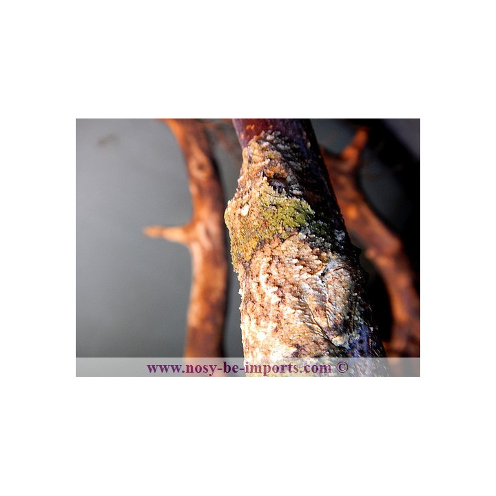 Uroplatus sikorae MDA