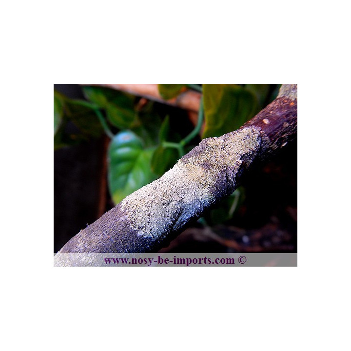 Uroplatus sikorae MDA