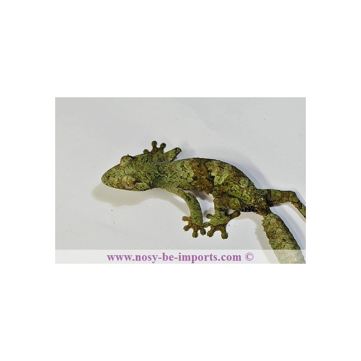 Uroplatus sikorae MDA